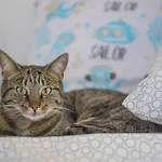 U Kota I Psa Pansiyon Jastarnia