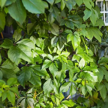 U Kota I Psa Alloggio in famiglia