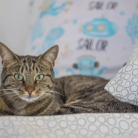 U Kota I Psa Alloggio in famiglia Jastarnia