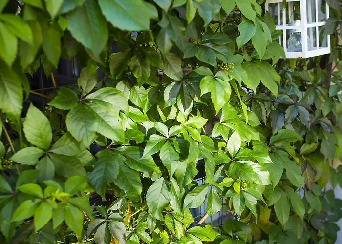 U Kota I Psa Rum i privatbostad